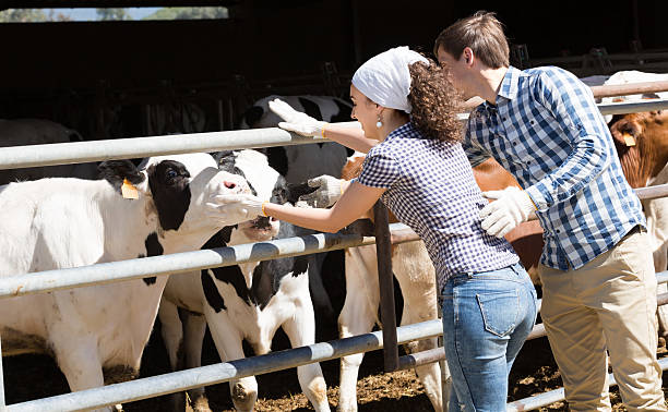 istock Cheerful man and woman happily stroking cows 537834820
