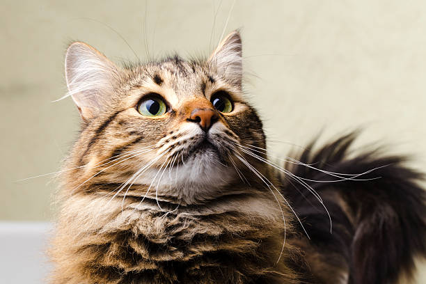 istock portrait of a cute cat 537834870