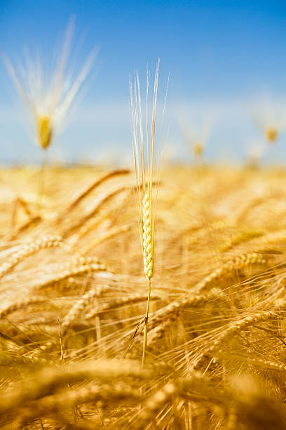 istock Organic green crop close up 537835596