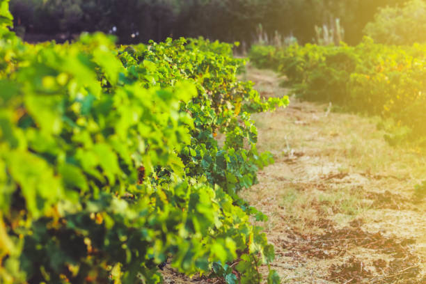istock Vineyard at autumn harvest 537835928