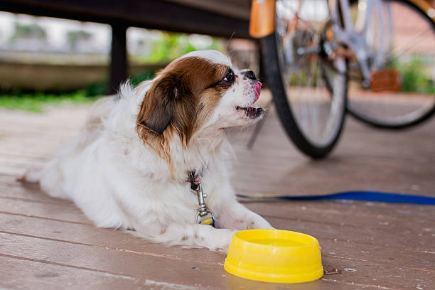 istock cute dog,cute puppy 537837714