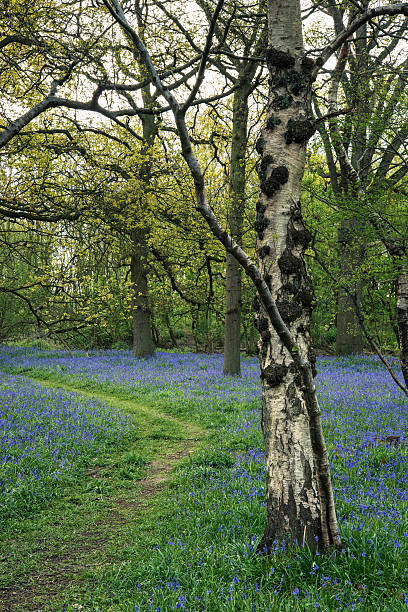 deslumbrante paisagem de floresta na primavera de campainhas - common harebell imagens e fotografias de stock