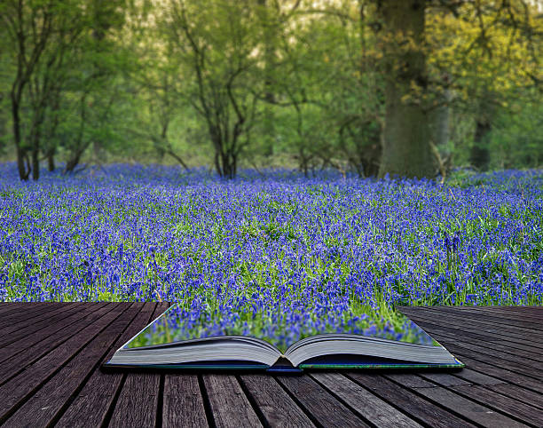 istock Stunning landscape image of bluebell forest in Spring 537838198