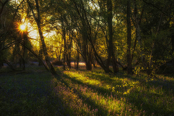 deslumbrante paisagem de floresta na primavera de campainhas - common harebell imagens e fotografias de stock