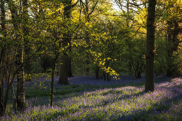deslumbrante paisagem de floresta na primavera de campainhas - common harebell imagens e fotografias de stock