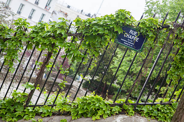 istock Ivy leaves on iron fence 537838978