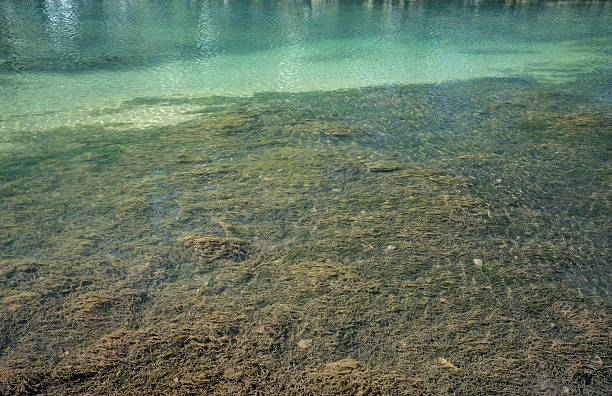 istock Flora at the bottom of the river bed 08 537840696
