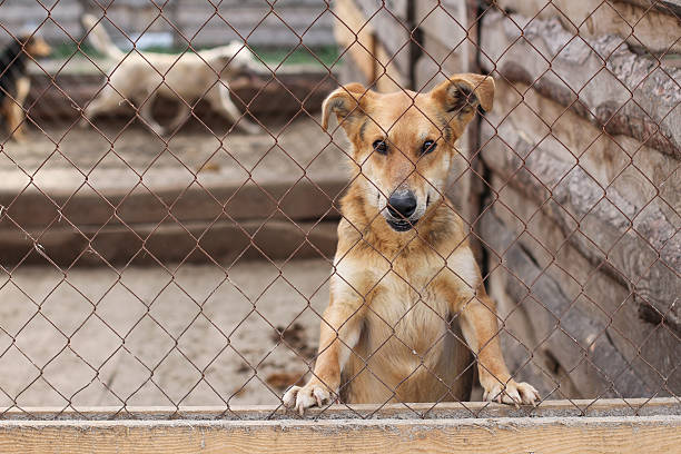istock dogs in shelter cages needs family 537841278