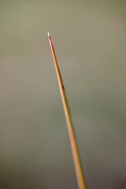istock close up of cactus thorn background 537841982