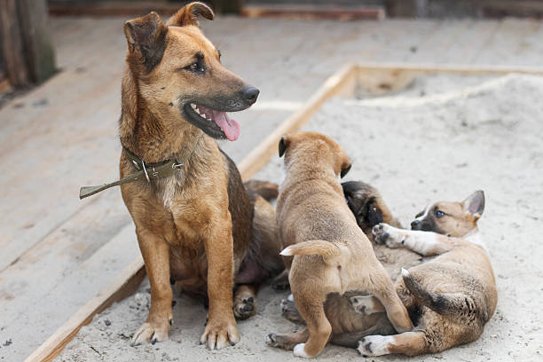 istock small puppy playing near his mother in sand 537843196