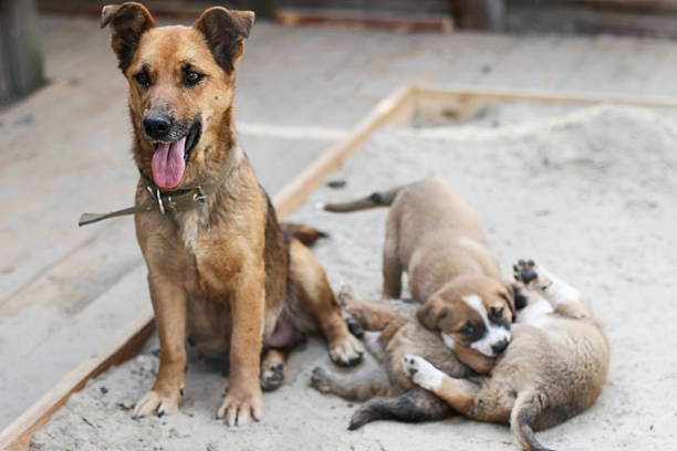 istock small puppy playing near his mother in sand 537843338