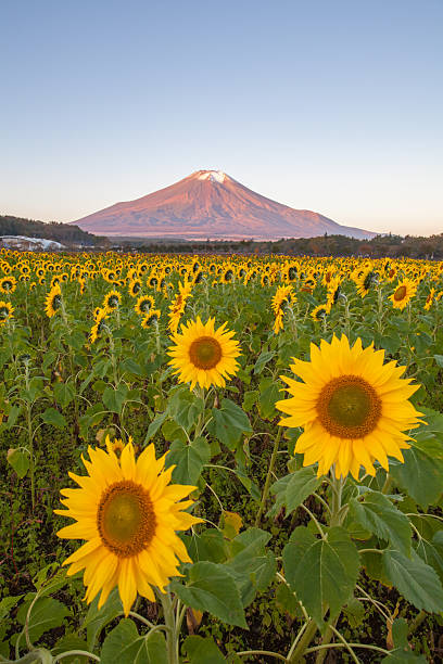 istock Sunflower Field and Mountain Fuji at Yamanaka 537845392