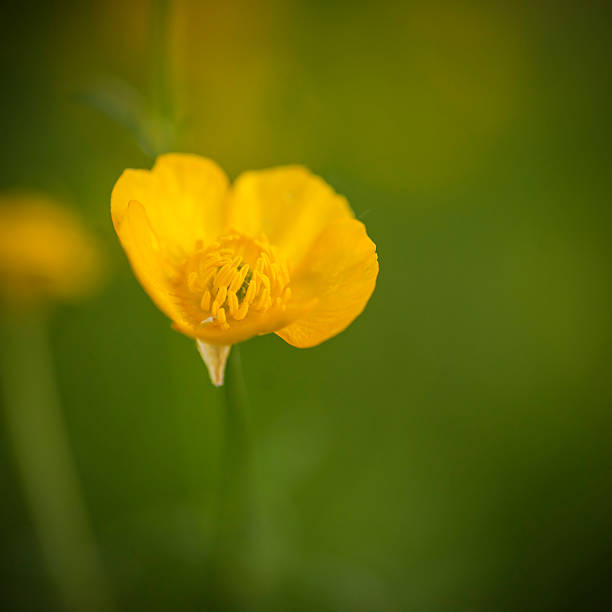istock Beautfiul macro image of Spring buttercup flower with boken back 537846608