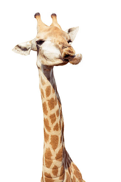 Giraffe head face look funny isolated on white background
