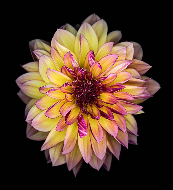 istock Purple and yellow dahlia isolated on black 537848050