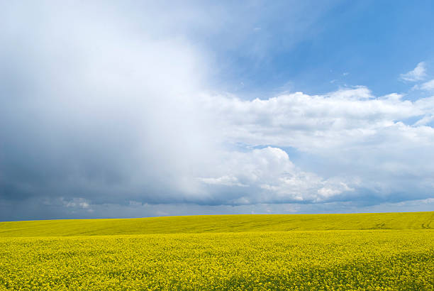 istock Rape field, Podolia region, Ukraine 537849694