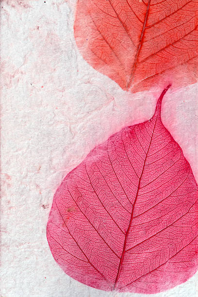 istock Close up handmade paper background with leaves 537849892