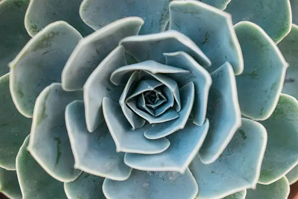 Photo of Succulent close up