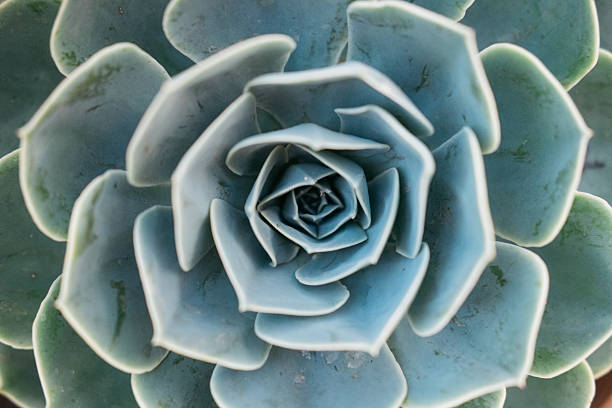 suculentas close-up - cactus single flower flower nature - fotografias e filmes do acervo