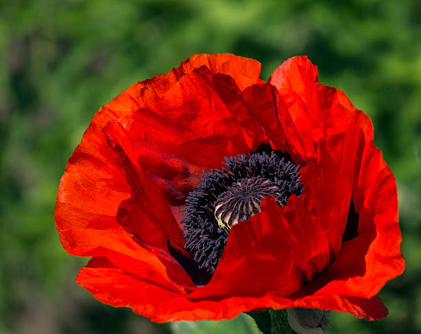 red poppy stock photo