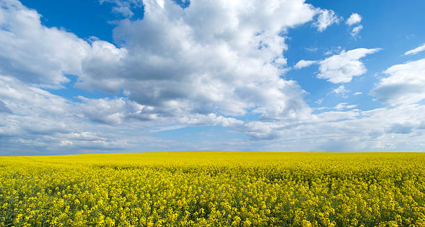 istock Yellow flowering rapeseed field 537850560