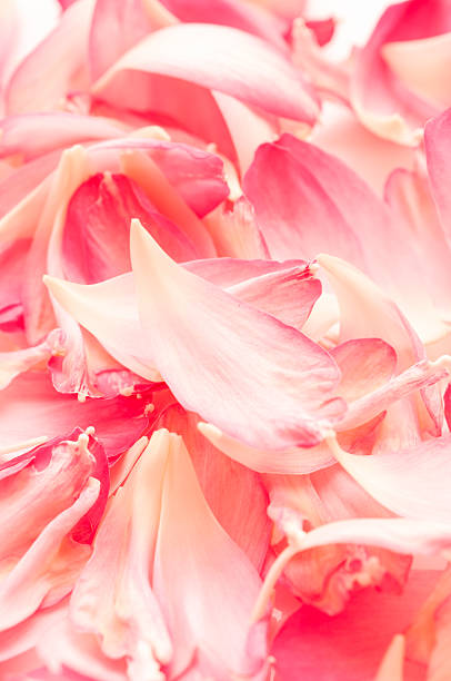 istock Lotus petals on white background with area for your text 537850829