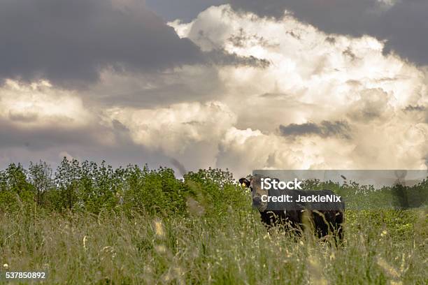 Cow On A Hill With Cumulus Clouds Stock Photo - Download Image Now - Agricultural Field, Agriculture, Animal