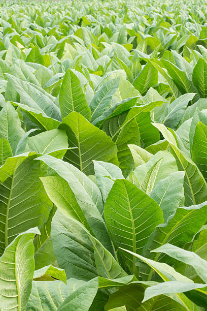 istock Green tobacco field. 537850987