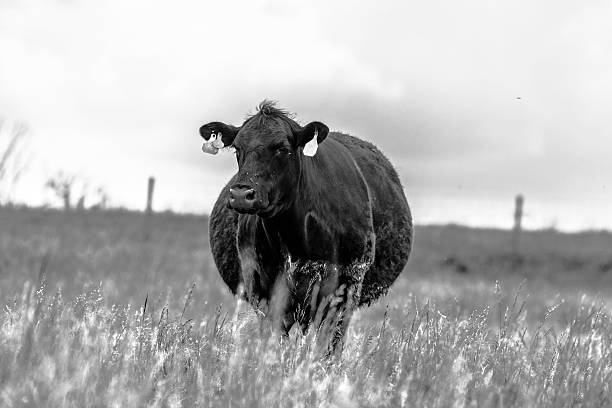 istock pregnant Angus cow 537851022
