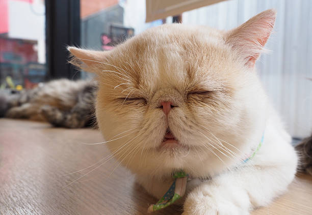 istock Close up blurred of white cat relax sleeping 537851430