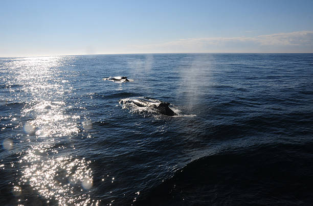 istock Humpback Whale in the Bay of Fundy 537851935