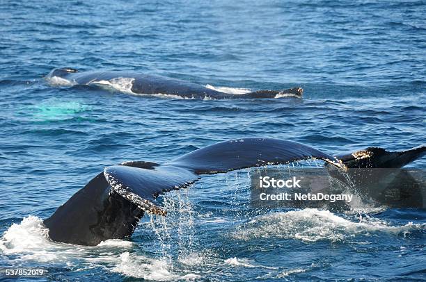 Humpback Whale In The Bay Of Fundy Stock Photo - Download Image Now - 2015, Animal, Animal Body Part