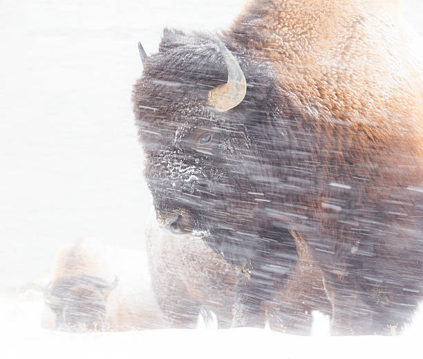 bison in schneesturm - amerikanischer bison stock-fotos und bilder