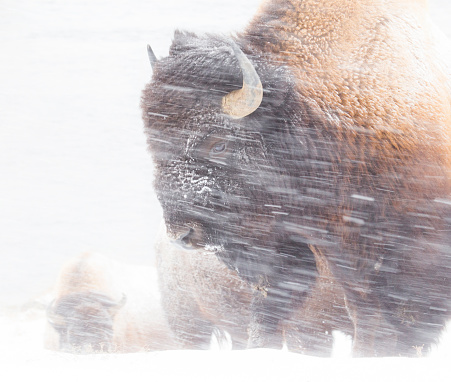 These rugged Bison brave the Yellowstone Winter snowstorms.