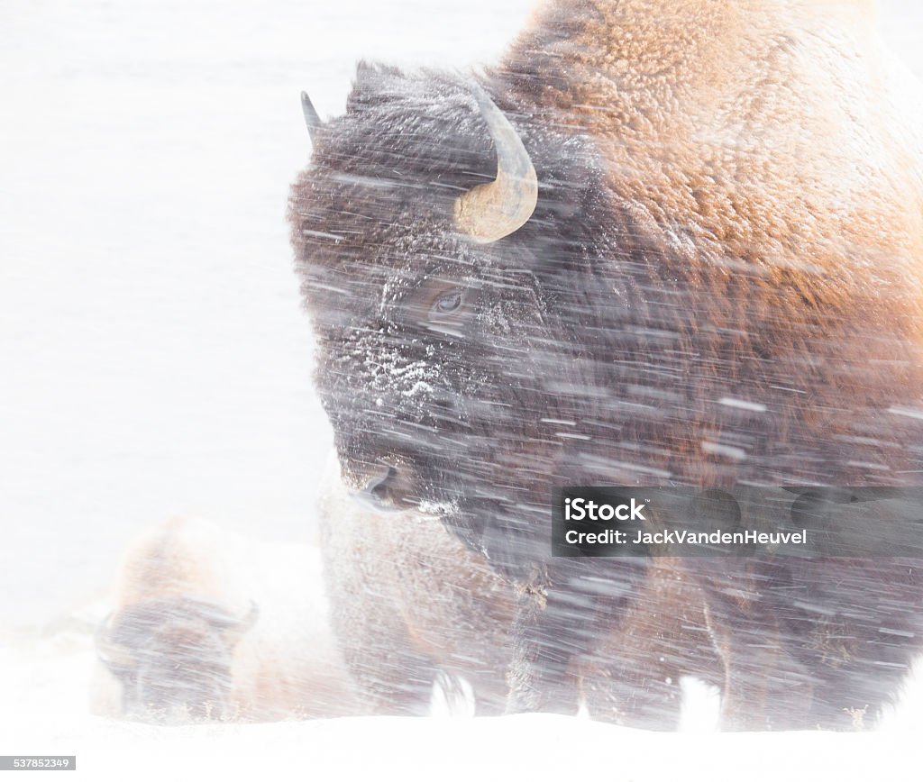 Bison in snowstorm These rugged Bison brave the Yellowstone Winter snowstorms. American Bison Stock Photo