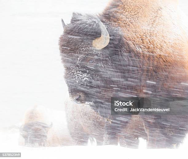 Bison In Snowstorm Stock Photo - Download Image Now - American Bison, Blizzard, Snow