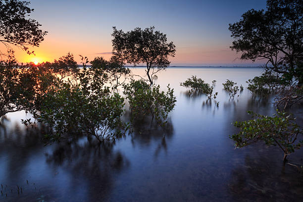 istock Australian mangrove trees at sunset 537852471