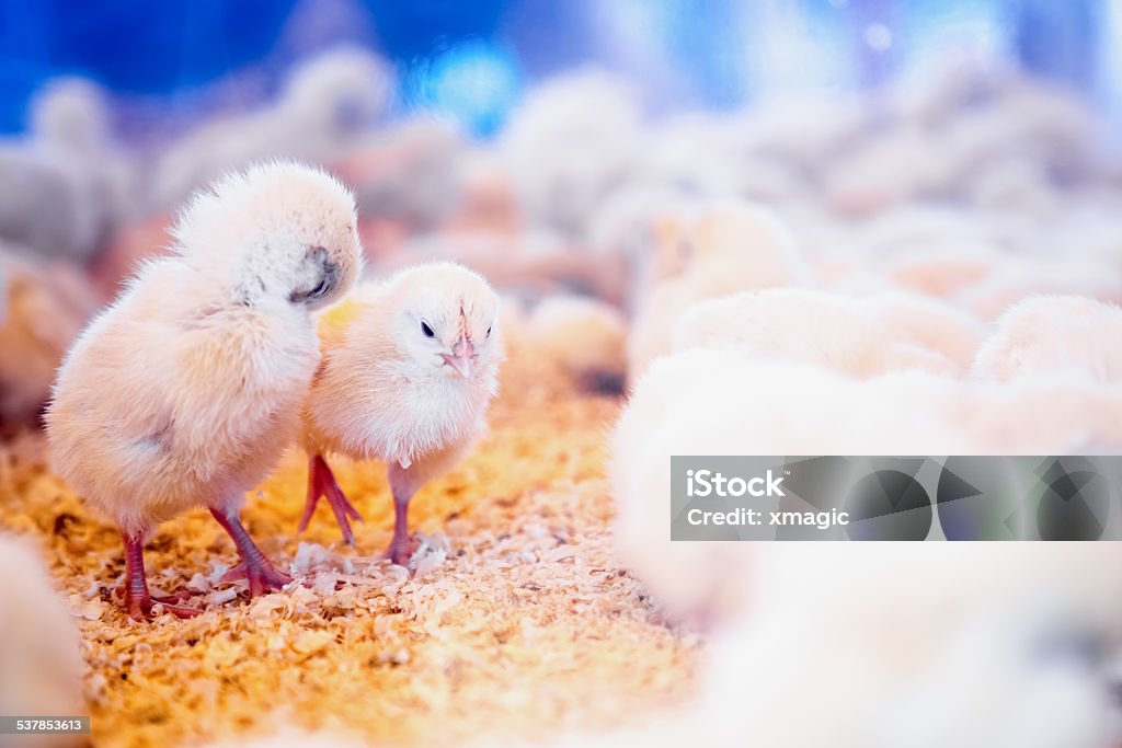 Small chickens in farm incubator or coop Small chickens in farm incubator or coop. Farmland industry 2015 Stock Photo