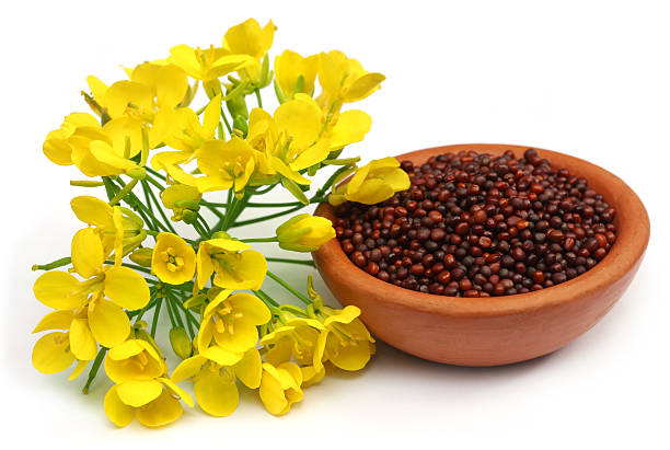 istock Mustard flowers and oil 537855999