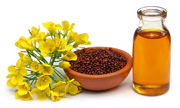 istock Mustard flowers, seeds and oil 537856337
