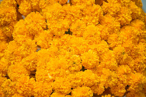 istock Mary Gold Flower Background and Texture. 537856377