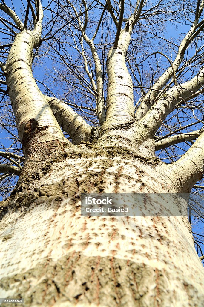 White Poplar Tree Stock Photo Download Image Now 2015 Bare Tree White Poplar Tree Stock Photo Download Image Now 2015 Bare Tree