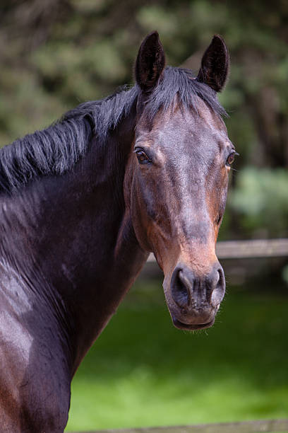 istock Thoroughbred Horse posing in front of a green background 537856795