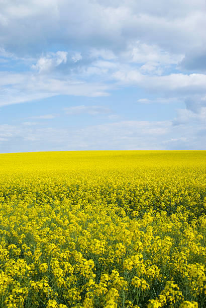 istock Rape field, Podolia region, Ukraine 537861046