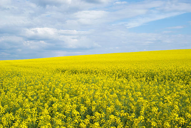 istock Rape field, Podolia region, Ukraine 537861088