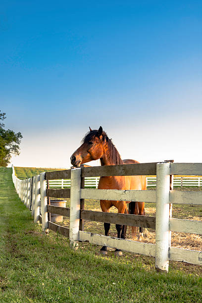 istock Vertical - horse behind fence 537861664