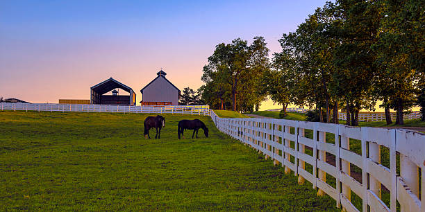 istock Horse farm at dawn 537861712