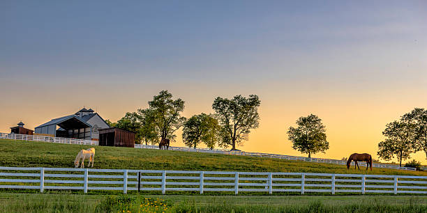 kentucky ferme au lever du soleil - meadow grazing horse agriculture photos et images de collection