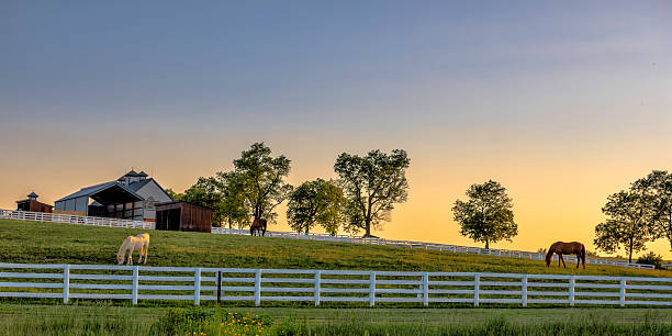 kentucky farm all'alba - stalla foto e immagini stock