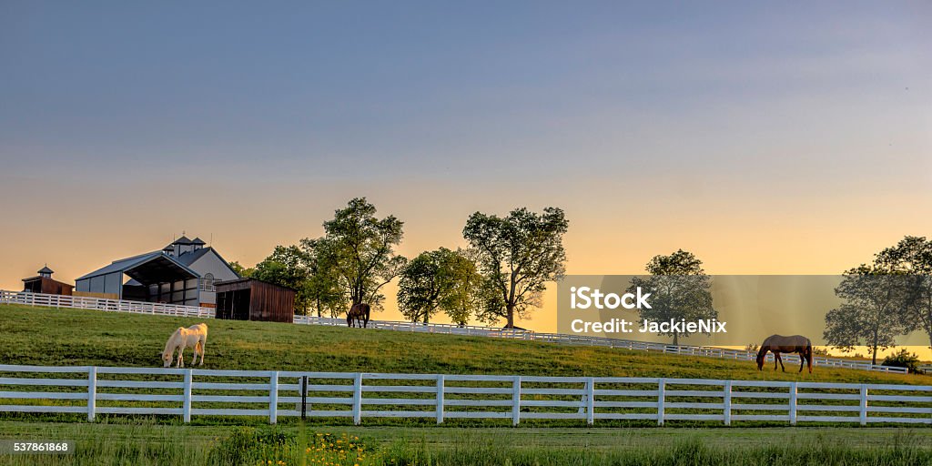 Kentucky farm at sunrise Horse Stock Photo